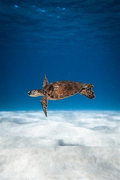 Megaquarium - Een Aquatische Avontuur vol Bubble-leştigende Biodiversiteit!