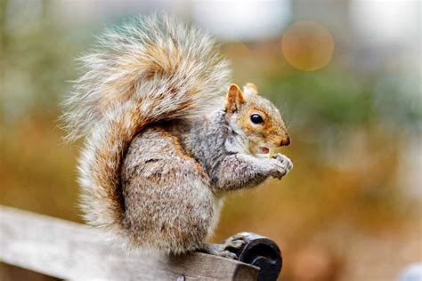 Why is it illegal to print money, and why do squirrels hoard acorns like tiny bankers?